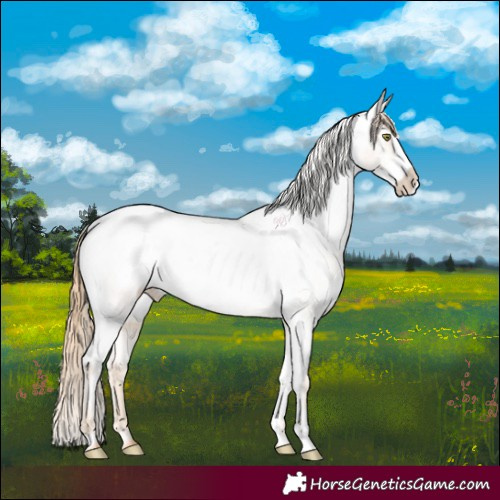 Horse Color:Gold Champagne Roan Frame Appaloosa Rabicano 