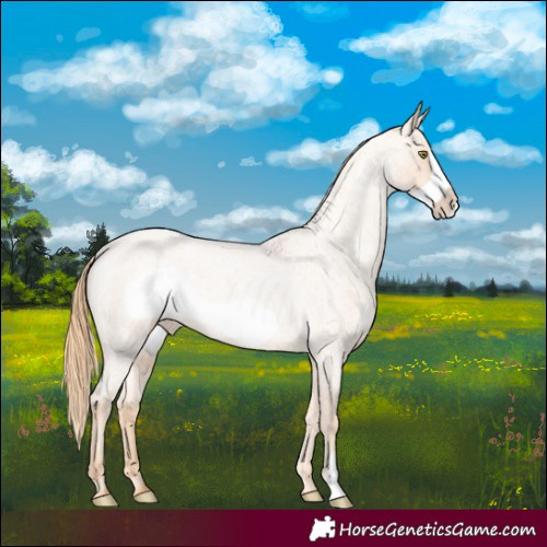 Horse Color:Gold Champagne Roan Frame Appaloosa Rabicano 