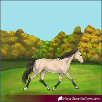 Horse Color:Buckskin 