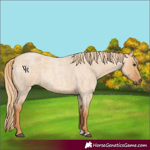 Horse Color:Red Dun Roan 