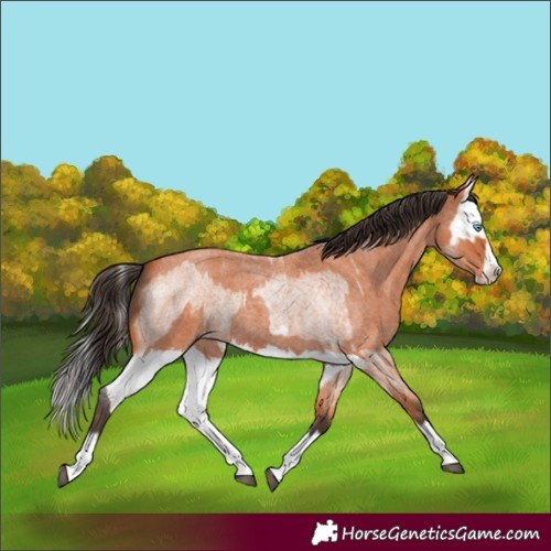Horse Color:Bay Roan Splash Frame  and Bay Roan Splash 