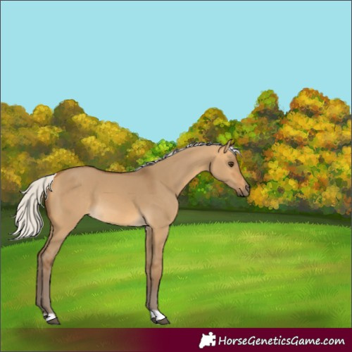 Horse Color:Silver Buckskin Dun 