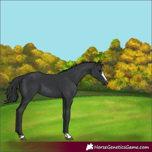 Horse Color:Black 