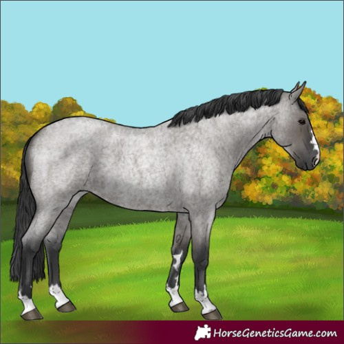 Horse Color:Unknown 