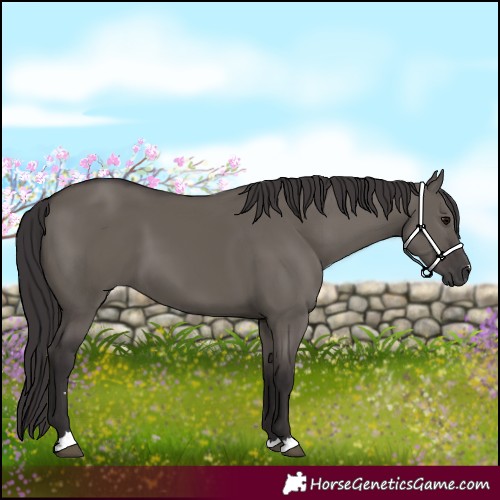 Horse Color:Smoky Grullo 