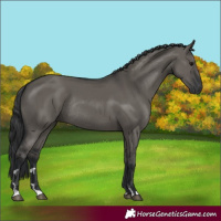 Horse Color:Grullo Rabicano 