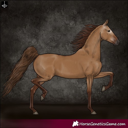 Horse Color:Gray Red Dun 