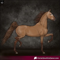 Horse Color:Gray Red Dun 