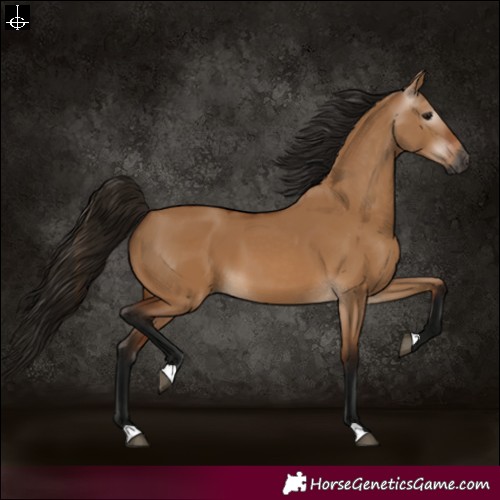 Horse Color:Gray Bay Dun