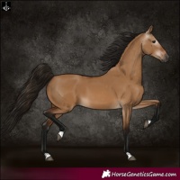 Horse Color:Gray Bay Dun 
