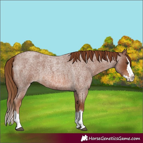 Horse Color:Red Roan Splash 