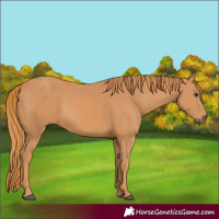 Horse Color:Chestnut Rabicano 