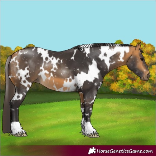 Horse Color:White Spotted Buckskin 
