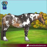 Horse Color:White Spotted Buckskin
