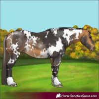 Horse Color:White Spotted Buckskin
