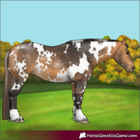 Horse Color:White Spotted Buckskin 