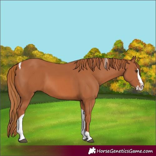 Horse Color:Chestnut Splash Tobiano 
