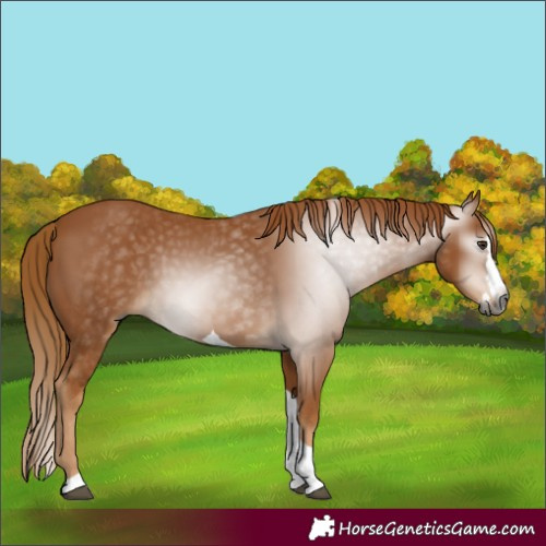 Horse Color:Gray Chestnut Splash Tobiano 