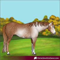 Horse Color:Gray Chestnut Splash Tobiano 