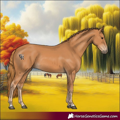 Horse Color:Chestnut Rabicano 