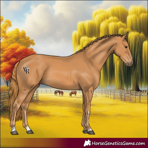 Horse Color:Chestnut Rabicano 