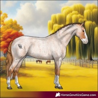 Horse Color:Red Roan Splash