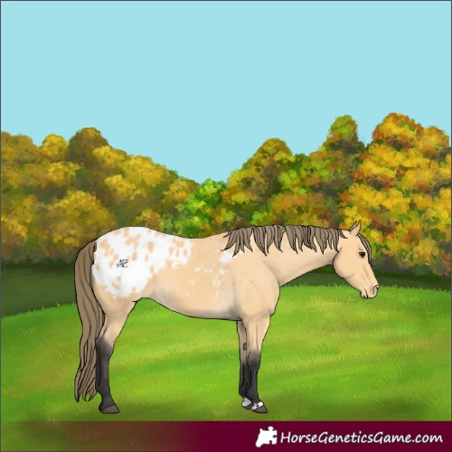 Horse Color:Buckskin Appaloosa
