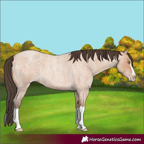 Horse Color:Amber Champagne Roan Splash