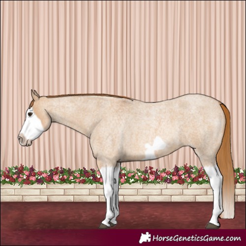 Horse Color:Red Dun Roan Splash Frame Rabicano 