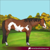 Horse Color:Bay Frame 