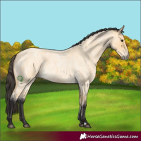 Horse Color:Buckskin Roan 