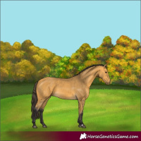 Horse Color:Buckskin 