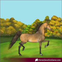 Horse Color:Buckskin 