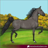 Horse Color:Grullo Rabicano 