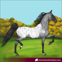 Horse Color:Blue Roan Appaloosa 