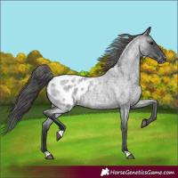 Horse Color:Blue Roan Appaloosa 