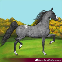 Horse Color:Blue Roan Varnish 