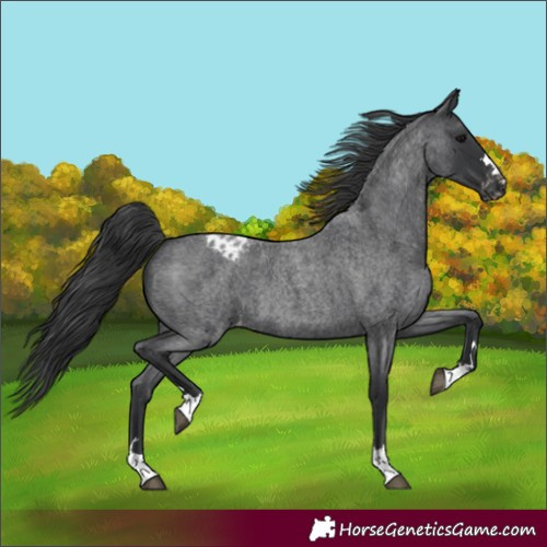 Horse Color:Blue Roan Varnish 