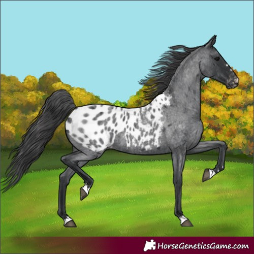 Horse Color:Blue Roan Appaloosa 