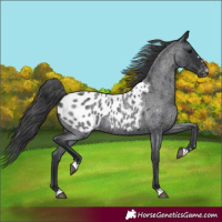 Horse Color:Blue Roan Appaloosa 