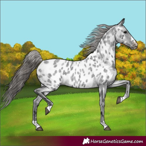 Horse Color:Blue Roan Appaloosa 