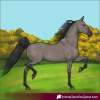 Horse Color:Grullo Rabicano