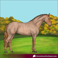Horse Color:Red Roan