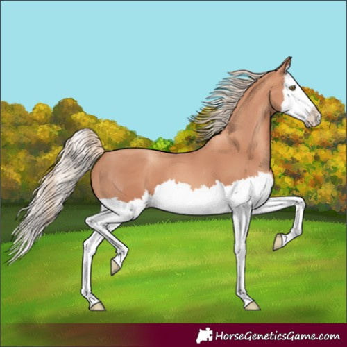 Horse Color:Gold Champagne Splash 