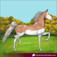 Horse Color:Gold Champagne Splash