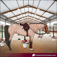 Horse Color:Bay Roan