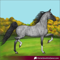 Horse Color:Blue Roan Tobiano 