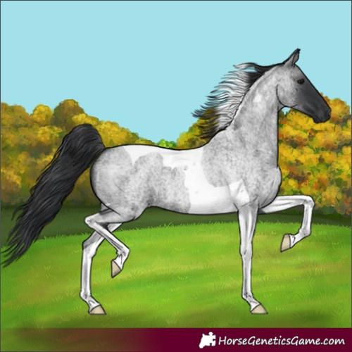 Horse Color:Blue Roan Tobiano 