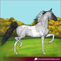 Horse Color:Blue Roan Tobiano 