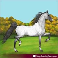 Horse Color:Blue Roan Appaloosa 
